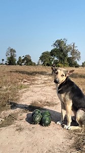 423K views · 5.2K reactions | Best Video Of Monkey SokYaa, To To And Family Are Amazing #Reels #reelsfypシ #Dog #reelschallenge #sokyya #ImageSEOTrends #FunnySokYaa #IQ #viral #MeganFox #kyliejenner #trending #viral #reels #game #sports #quiz #quizinstagram | Monkey Anita | Facebook