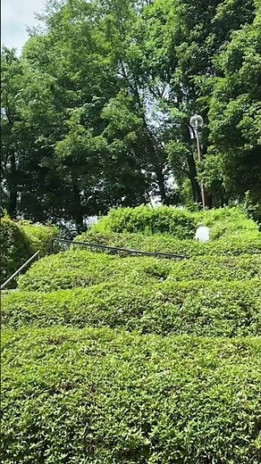 【超爽快‼️】究極のツツジ剪定🤩猛暑の中、力任せの剪定作業😃 #ツツジ剪定 #ボランティア活動 #伏見北堀公園