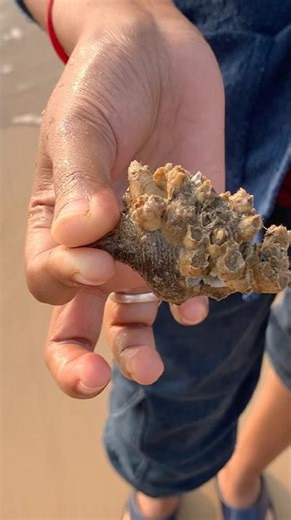 || Seashell 🐚 || #ytshorts #ourkailash #minivlog #trending #ytshortsindia #dailyshorts #yt