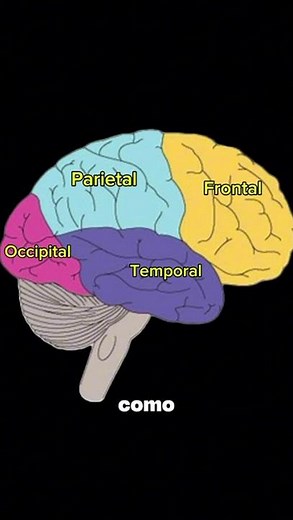 Partes del Cerebro explicadas de forma sencilla #aprendizaje #sabiasque #educativa #curiosidades
