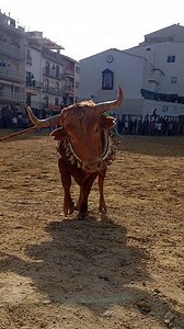 San Marcos 2025 Beas del Segura | SOLO TOROS TV