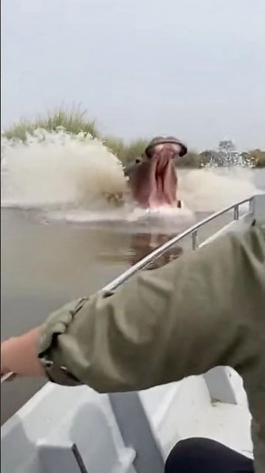 Angry Hippo Charges — Safari Boat Gets Hit