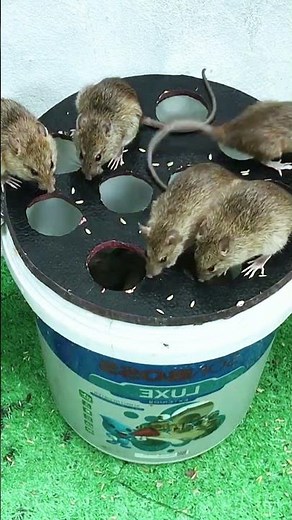 This trap catches mice without harming them #mousetrap #mouse #humane #rat #animals l #pets