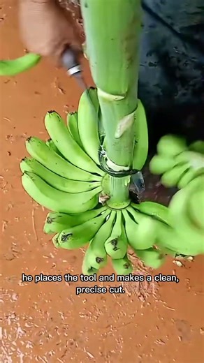 You’ve Probably Never Seen This Banana Tool