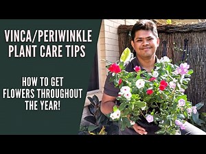 Secret Tips for Maximum Flowers on Vinca Plant | Periwinkle Care Tips