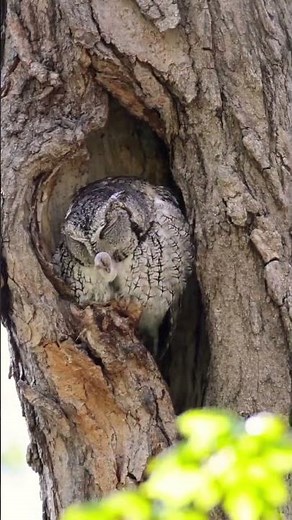 Great Horned Owl & 3 Amazing Owls 🦉
