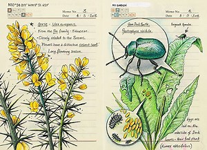 The Meticulous, Elegant Illustrations of the Nature Observed in England’s Countryside