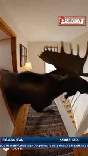 Moose Herd Crashes Into House in Shocking Moment 😱🦌
