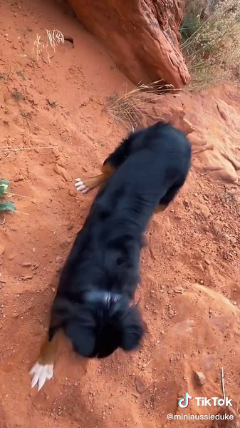 MOOOOOD 🎄🤍💚❤️ #limpbizkitbreakstuff #miniaussieduke #tistheseason #dogsoftiktok