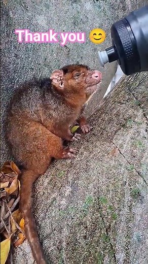 Why is Ringtail Possum unique?#actofkindness #possum #animals
