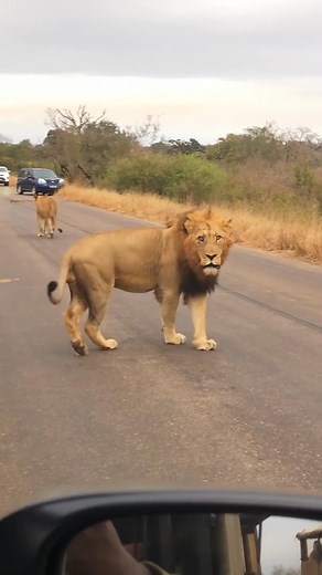 125K views · 1.5K reactions | Grumpy Lion Charges Car - video by LS #wildlife #lion #Kruger #safari #animalencounters #naturelovers #traveldiaries #wildlifephotography #experienceafrica #grumpylion | Ruby Life | Facebook