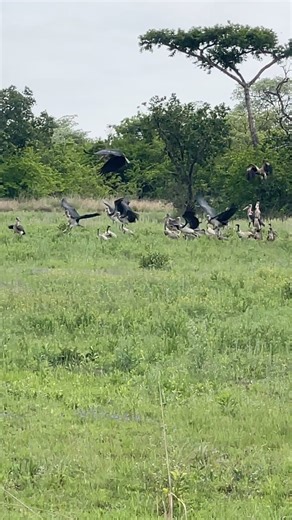 14 reactions | Gorgeous birding- 35 white backed vultures and over 30 marabou storks on a zebra carcass 礪 | Dombeya Game Reserve and Self-Catering Lodges | Facebook