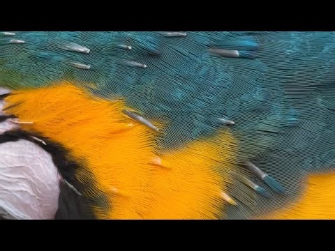 What is THIS on My Parrot? Bird Pin Feathers