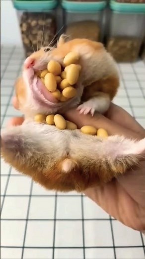 How Hamster Fit So Much Peanuts Inside Their Cheeks! 🤣🤣 #shorts #funny