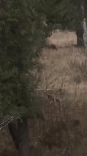 My 10 year old’s opening day 2025: Door Co, WI. #wisconsin #deerhunting #deerseason #backstraps #whitetail #killshot | Amy Lynn