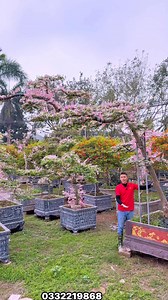 13 reactions · 7 comments | Những cây phụng Hồng tài cực VIP , mang lại không gian đẹp đẳng cấp tới ngôi nhà a chị ạ . Lh e Ngọc 0332219868 HN ạ #xuhuong #cay #caycanh #cayphunghongtai #phunghongtai #ngochoahong | NhàVườn Ngọc Hoa Hồng | Facebook