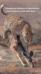 Follow👉IG @bigcatsnamibia Now ! Leopard Risks Death for Dinner ! The leopard’s hunting technique is to either ambush its prey or to stalk it. In either instance, it tries to get as close as possible to its target. It then makes a brief and explosive charge (up to 60km/h), pouncing on its prey and dispatching it with a bite to the neck. Leopards can run at a speed of 36 miles per hour, and leap 20 feet in a single bound. They can also jump 10 feet straight up in the air. By comparison, a cheetah