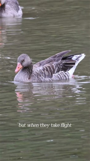 Greylag Goose seen in Germany #Greylaggoose #goose #geese #waterfowl #birds