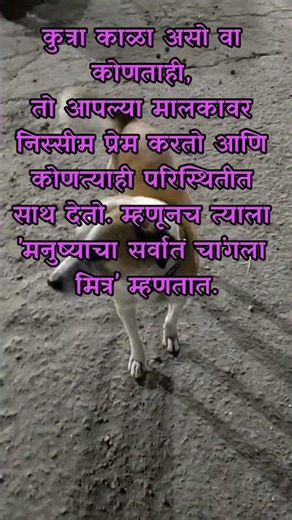 #Man’s Best Friend #Unconditional Loyalty #Beyond Color Pure Love #Faithful Companion #True love