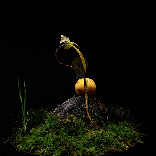 3.7K views · 47 reactions | Avocado bonsai from seed time lapse! #timelapse #gardening #bonsai #reels #fyp | Interesting as FCK | Facebook