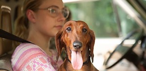 [Critique] Le Teckel, une vie de chien