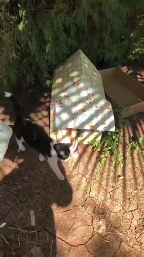 Beslediğim yavru kedi kayıp😔 kardeşi ise çok üzgün 😞 #catshorts #cat