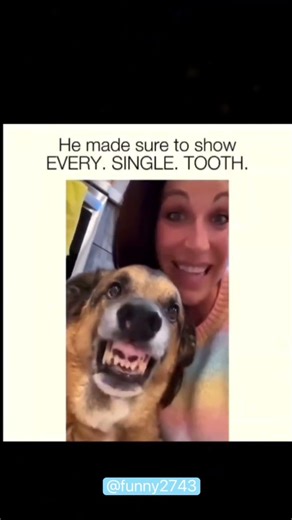 #funnydogs#cat#funny#fyp#cutecat#catcomedy#catlover#dogso#dogcomedy