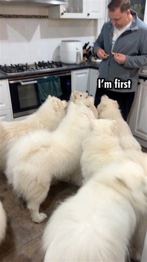 62K views · 6.4K reactions | We all know it. Being a dog owner means you’re a snack dealer. It’s very evident the more dogs you have and you spent way too much time handing out snacks or protect your food from beady little eyes  | Poppet and the Wolf Pack | Facebook