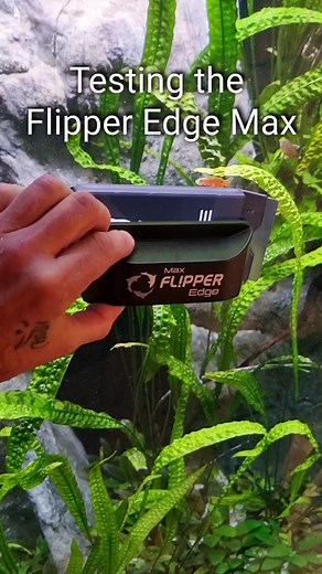 Try the Flipper Algae Magnet for the first time. Quite popular in the USA, not really here in Europe yet Unfortunately there is no Max "Ultra" or "Pro" for glass thickness up to at least 40mm (1.57 inches) #werbung #oliverknott #okaqua #okisback #aquascape #aquarium #aquascaping #aquariumhobby #aquariumtank #aquariums #akvaryum #aquariumfish #instafish #tropicalfish #aquatic #aquaticlife #fishtank #fishkeeping #freshwaterfish #freshwater #aquaticplants #natureaquarium #tetraodon #schoutedeni | O