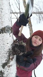 Making fire from chaga 🔥🌳 This flu parasite usually forms on the trunk of a birch tree and smolders very well. It easily catches sparks and ignites from friction! If the chaga is raw, then you will need more time and effort to ignite it! Good luck!👋 #camping #survival #bushcraft #outdoors #lifehack | Sergio Survival