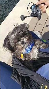 ON AN ON FISHING WITH PUMA #fishing #shorts#doglife