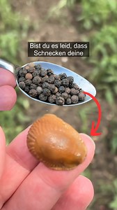 Es reicht ein Esslöffel. Daraus mache ich ein Sprühmittel gegen Schnecken 🐌 | Schlaue Tricks