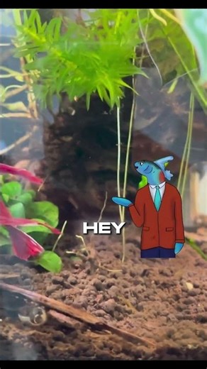 Why Fish Die Weeks After You Set Up the Tank