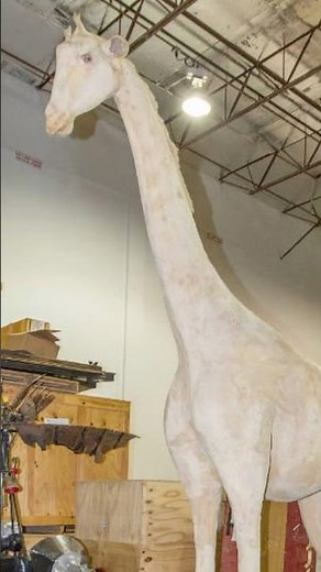 Have You Ever Seen an Albino Giraffe?