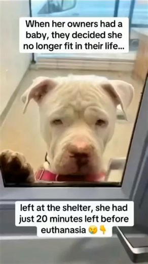 aqua animal sanctuary on Instagram: "When her owners had a baby…\nthey decided she didn’t belong anymore. 💔\nThey dropped her at the shelter like she was nothing.\nAnd with only 20 minutes left on the clock… she was set to be PUT DOWN. ⏳🐾\n\nI wasn’t even supposed to stop by that day… but something told me I had to.\nThere she was — curled up in silence, barely moving, her eyes pleading for a chance. 😞\n\nThe staff said she was the sweetest girl… just abandoned when the baby arrived.\nBut whe