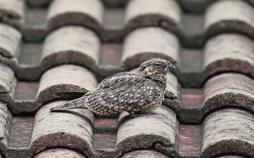 Savanna Nightjar林夜鹰在梳理羽毛、打瞌睡和合唱中