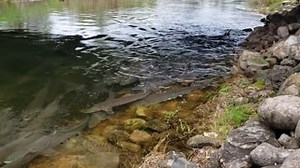 1.3M views · 34K reactions | You are watching the first verified lake...