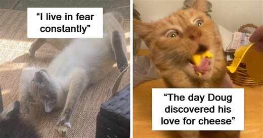 93 Terrible Cat Photos That Are Too Funny For Their Owners To Delete