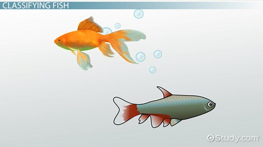 Bony Fish Anatomy, Characteristics & Examples