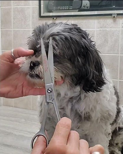 Trimming a Shih-Tzu dogs face with scissors, dog grooming without restraints