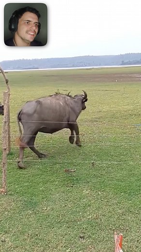 The Fence Fights Back 🔥⚡️#electricfence #funnymoments #animalsfunny | Eletric FENCE