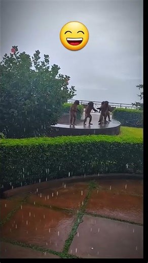 Monkey Dance in the rain #monkey #dance #rain #nature