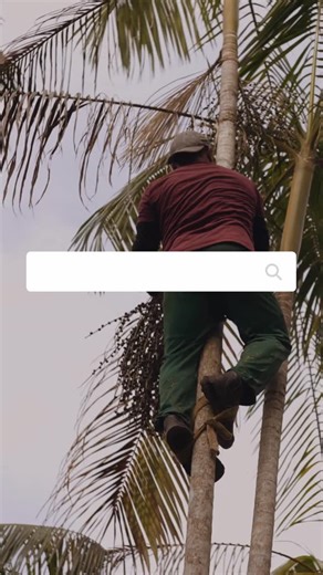 ACAI FLOW on Instagram: "The journey of real açaí begins long before it reaches a bowl. From tall palms deep in the Amazon, to careful hands selecting the best fruit, to the river that carries it toward the market, every step is shaped by nature and the people who know it best. This is açaí in its purest form. Rooted. Real. In the flow. Açaí Flow."