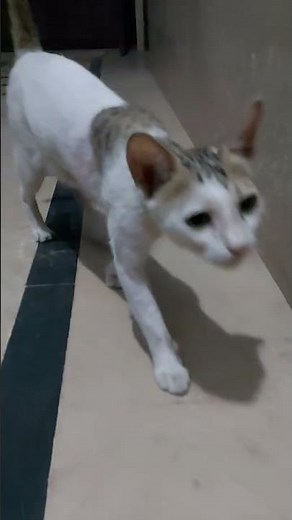 Beautiful Cats Walking Gracefully | Cute Cat Walk Video