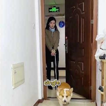 This Dog Found a GIRLFRIEND for His Owner… What Happened Next Is INSANE 🤯🐶