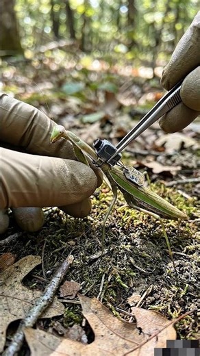 😱 You Won’t Believe Mantis Hunt POV