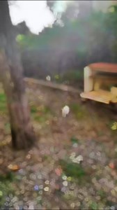 14 reactions | @destacar Catlovers paradise Bizun 661203304...