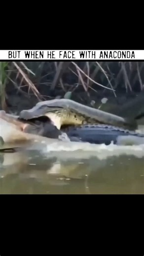 How crocodile face with python and Anaconda #animallife #crocodile #wildlife