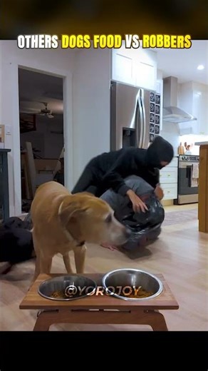 Dog Food vs Robber 🐕☠️ #shorts