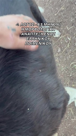 Λόγος 9,5 μηνών: Μορφολογική ανάπτυξη Ελληνικού Ποιμενικού